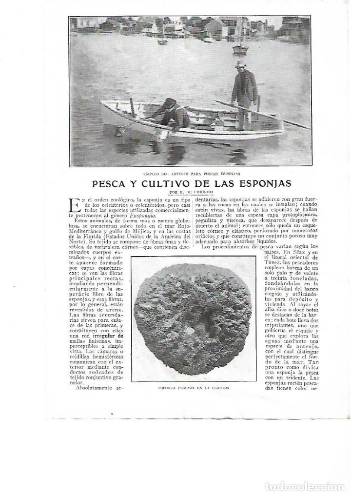 Collezionismo: A&Ntilde;O 1920 RECORTE PRENSA PESCA Y CULTIVO DE LAS ESPONJAS DE MAR