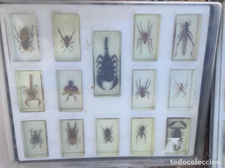 Coleccionismo: DOS ESTUCHES CON 29 INSECTOS EN METACRILATO