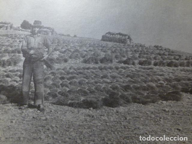 Coleccionismo: ELCHE DE LA SIERRA ALBACETE ANTIGUA LAMINA HUECOGRABADO