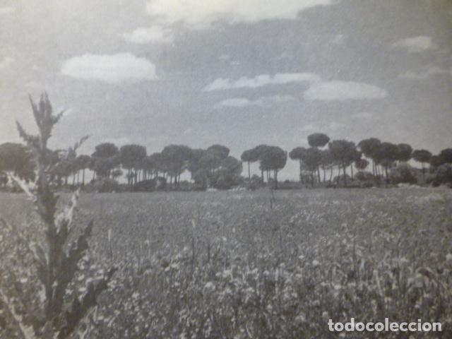 Collectionnisme: ALBACETE EL CAMPO ANTIGUA LAMINA HUECOGRABADO