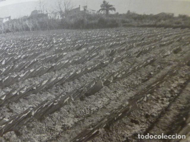 Colecionismo: LA HUERTA MURCIA ANTIGUA LAMINA HUECOGRABADO