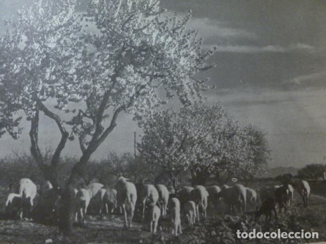 Sammelleidenschaft Papier: CAMPO DE CARTAGENA MURCIA ANTIGUA LAMINA HUECOGRABADO