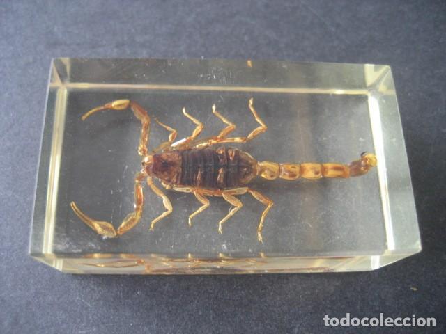Coleccionismo: INSECTO EN METACRILATO. ESCORPION - Foto 1