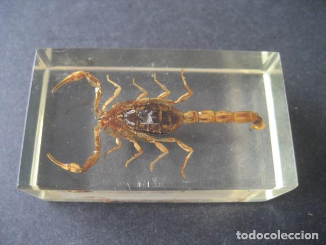 Coleccionismo: INSECTO EN METACRILATO. ESCORPION - Foto 2