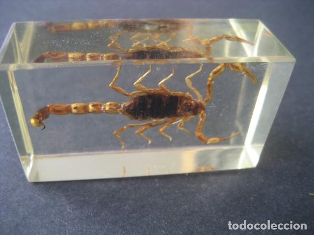 Coleccionismo: INSECTO EN METACRILATO. ESCORPION - Foto 3