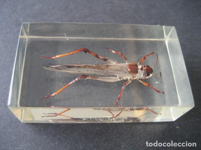 Coleccionismo: INSECTO EN METACRILATO. SALTAMONTES - Foto 1
