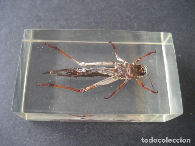 Coleccionismo: INSECTO EN METACRILATO. SALTAMONTES - Foto 2