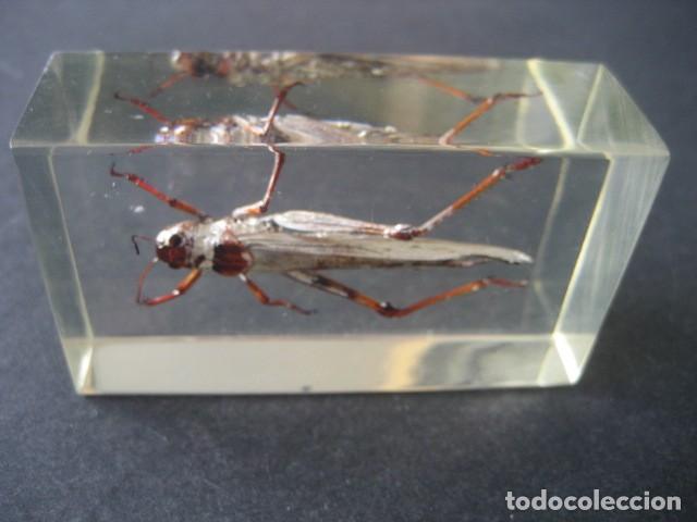 Coleccionismo: INSECTO EN METACRILATO. SALTAMONTES - Foto 3
