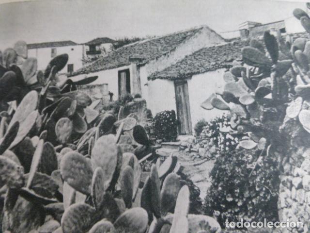 Collezionismo: ARICO TENERIFE ANTIGUA LAMINA HUECOGRABADO