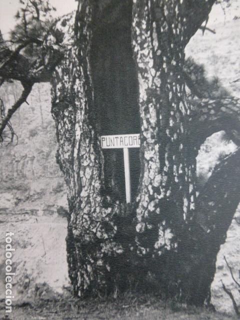 Collezionismo: PUNTAGORDA LA PALMA ANTIGUA LAMINA HUECOGRABADO