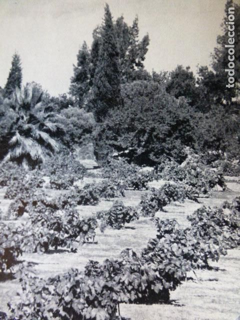 Collezionismo: VILLANUEVA DE LA SERENA BADAJOZ VI&Ntilde;EDOS ANTIGUO HUECOGRABADO