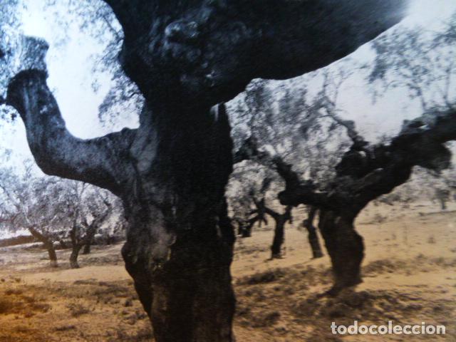 Collezionismo: SIERRA DE SAN PEDRO BADAJOZ ANTIGUO HUECOGRABADO