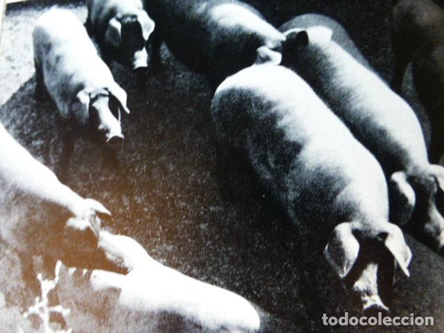 Coleccionismo: BADAJOZ CERDOS DE RAZA EXTREME&Ntilde;A ANTIGUO HUECOGRABADO