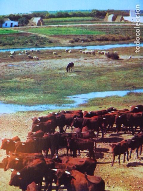 Coleccionismo: VACAS EXTREME&Ntilde;AS BADAJOZ ANTIGUO HUECOGRABADO