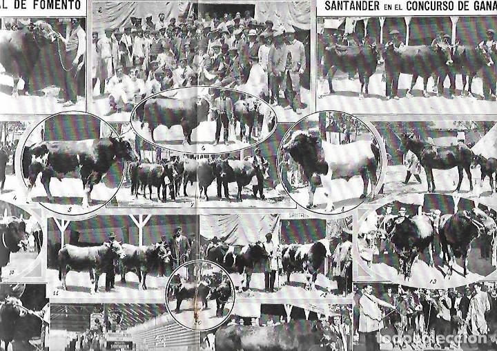 Colecionismo: A&Ntilde;O 1913 RECORTE PRENSA SANTANDER CONCURSO DE GANADOS