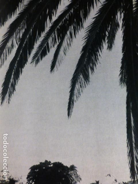 Collezionismo: GRAN CANARIA PALMERAS ANTIGUA LAMINA HUECOGRABADO