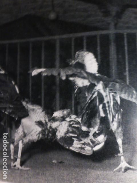 Collectionnisme: LAS PALMAS DE GRAN CANARIA PELEAS DE GALLOS ANTIGUA LAMINA HUECOGRABADO