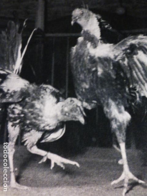 Collezionismo: LAS PALMAS DE GRAN CANARIA PELEAS DE GALLOS ANTIGUA LAMINA HUECOGRABADO