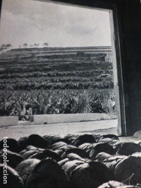 Collezionismo: LAS PALMAS DE GRAN CANARIA ALMACEN CARRETERA DE CHILE ANTIGUO ANTIGUA LAMINA HUECOGRABADO