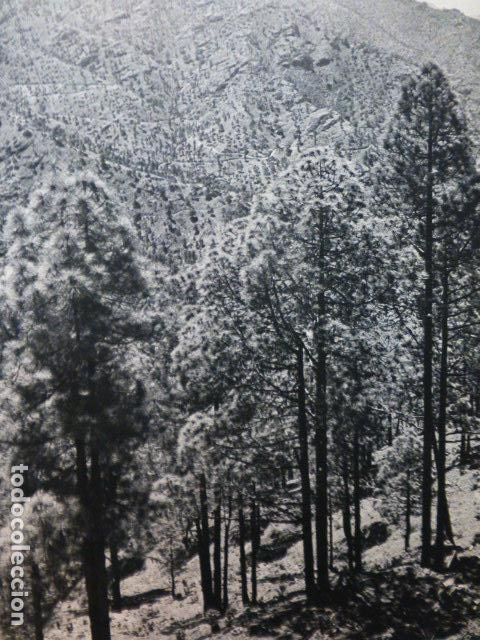 Collezionismo: TAMADABA CANARIA ANTIGUA LAMINA HUECOGRABADO