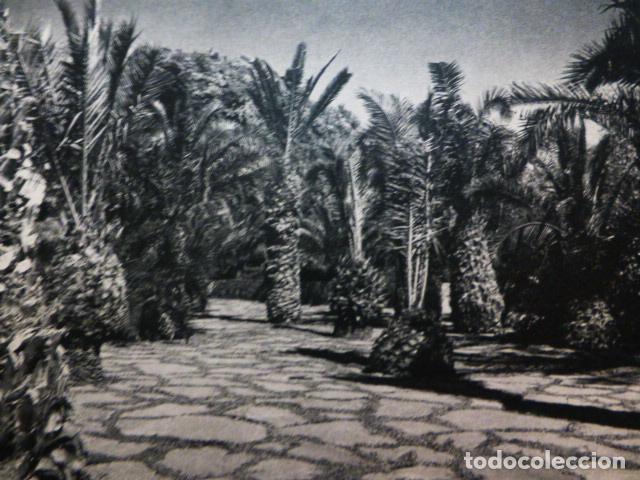 Collecting paper: JARDIN CANARIO GRAN CANARIA ANTIGUA LAMINA HUECOGRABADO