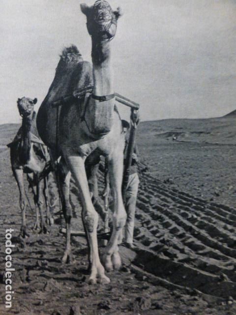 Colecionismo: CAMELLOS FUERTEVENTURA ANTIGUA LAMINA HUECOGRABADO
