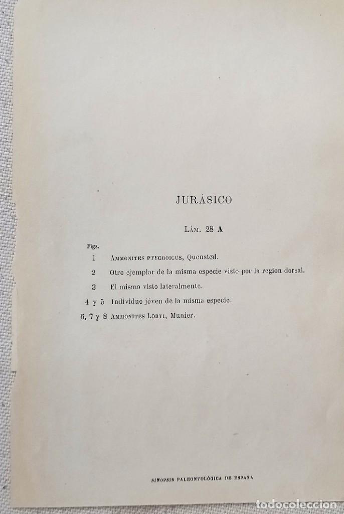 Coleccionismo: LAMINA DE FOSILES - Foto 2