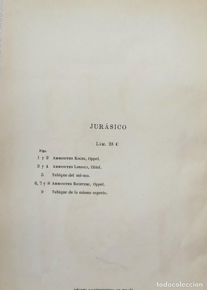 Coleccionismo: LAMINA DE FOSILES - Foto 2