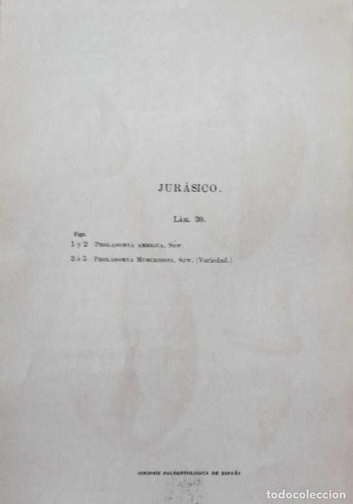 Coleccionismo: LAMINA DE FOSILES - Foto 2