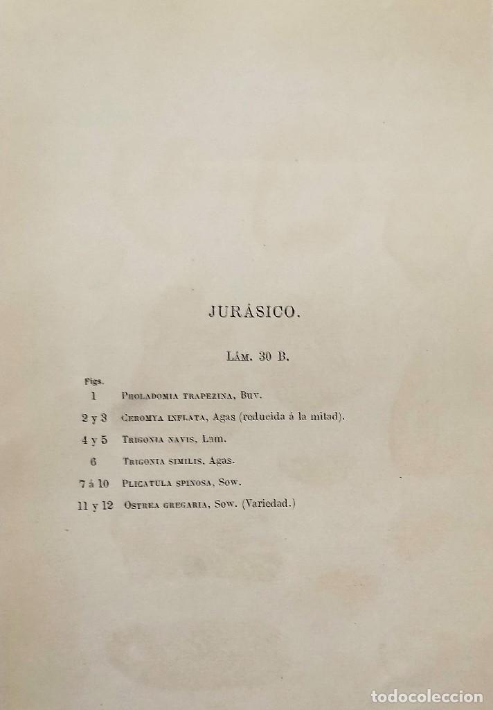 Coleccionismo: LAMINA DE FOSILES - Foto 2