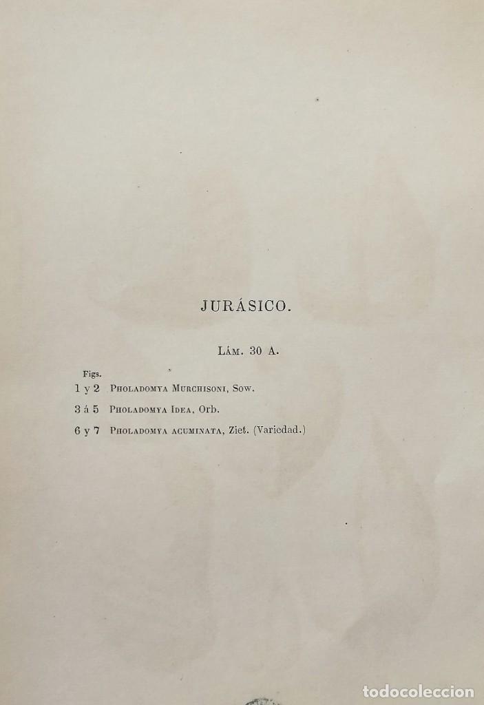 Coleccionismo: LAMINA DE FOSILES - Foto 2