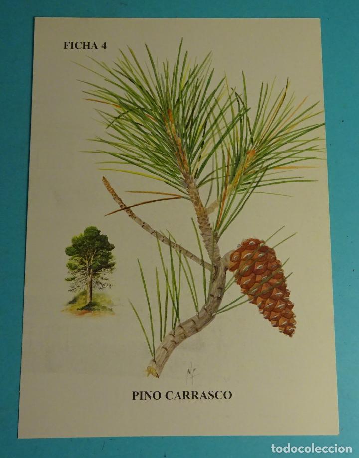 Coleccionismo: FICHA 4 PINO CARRASCO / PI BLANC / PINUS HALEPENSIS. FLORA MEDITERR&Aacute;NEA