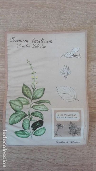 Coleccionismo: OCIMUM BASILICUM-FAMILIA LABIATAE-SOBRE SIN ABRIR CON 70 SEMILLAS DE ALBAHACA.MARZO 2006.