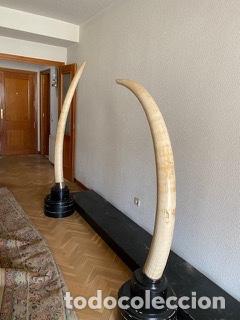 Coleccionismo: Colmillos de Elefante - Foto 1
