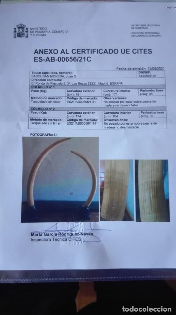 Coleccionismo: Colmillos de Elefante - Foto 2