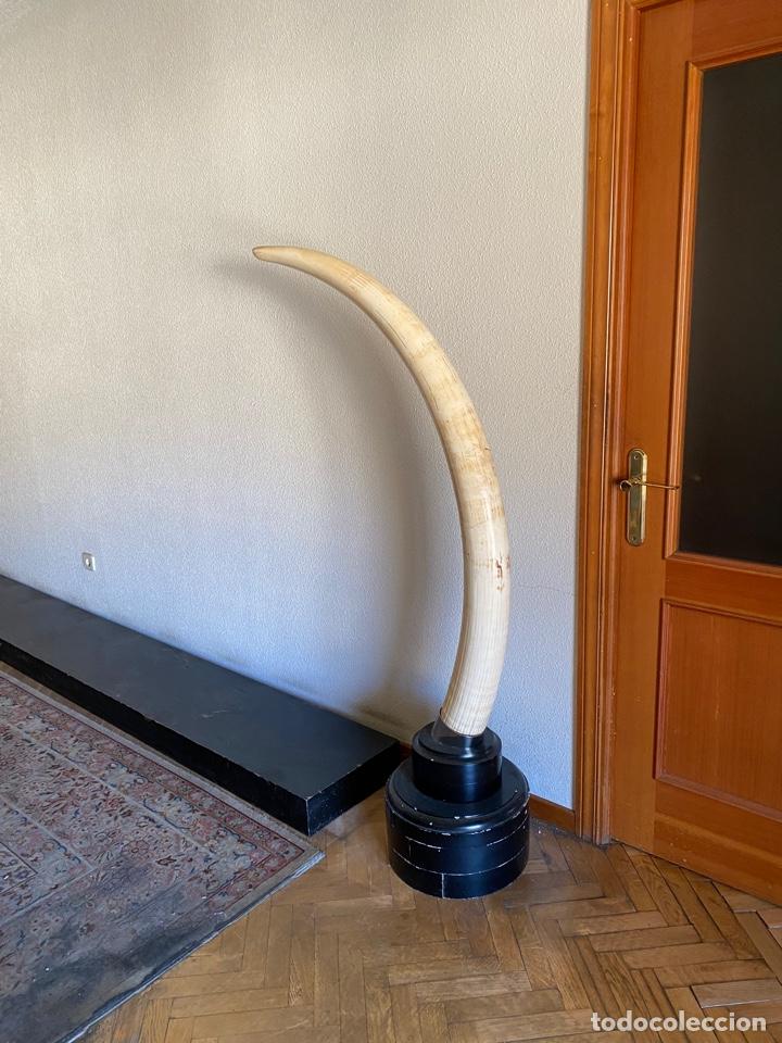 Coleccionismo: Colmillos de Elefante - Foto 3