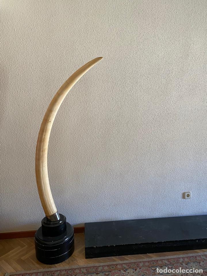 Coleccionismo: Colmillos de Elefante - Foto 4