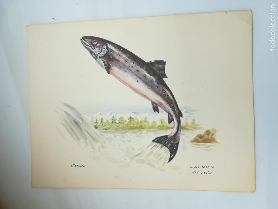 Collezionismo: PUBLICIDAD DE FARMACIA. GULASE. LABORATORIOS MADE. IMAGEN AL DORSO DE SALM&Oacute;N. DIBUJO DE CERRA