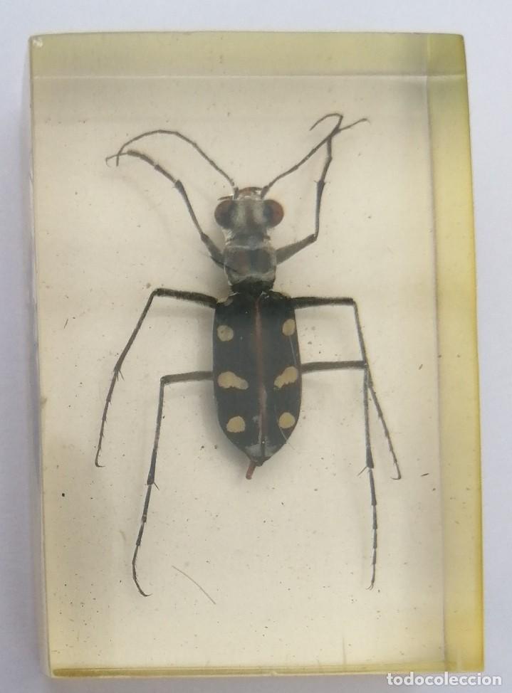Coleccionismo: Insecto en metacrilato