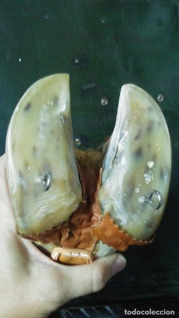 Coleccionismo: VASO PEZU&Ntilde;A PARAGUAY - Foto 8