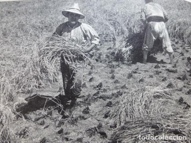 Coleccionismo: VALENCIA LA ALBUFERA ARROZALES ANTIGUO HUECOGRABADO