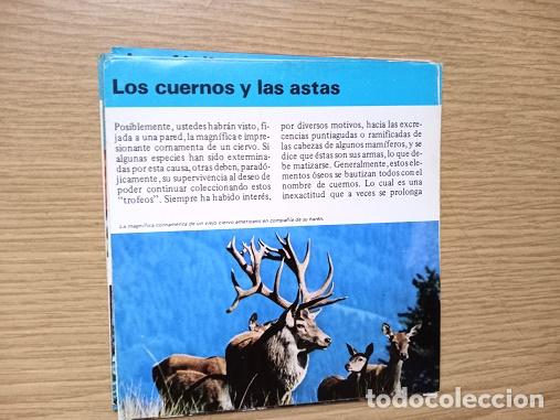 Coleccionismo: FICHA - LOS CUERNOS Y LAS ASTAS - Foto 1