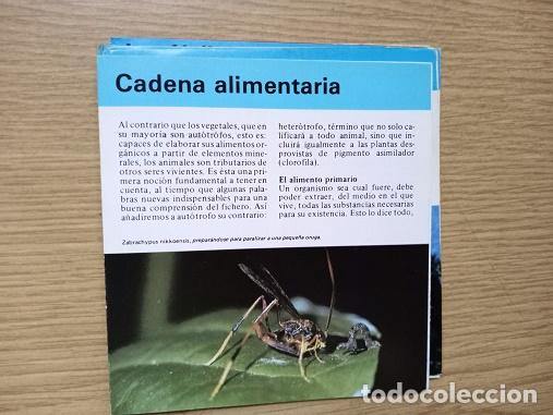 Coleccionismo: FICHA - CADENA ALIMENTARIA - Foto 1