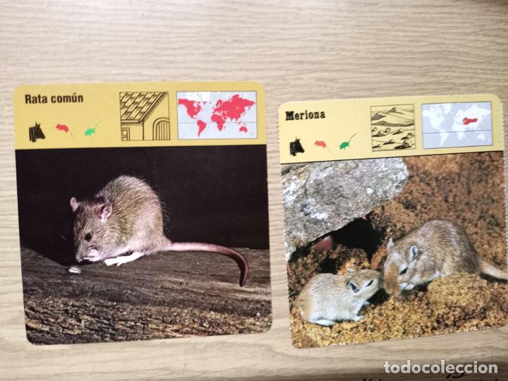 Coleccionismo: FICHAS ANIMALES - RATA COMUN - MERIONA - Foto 1