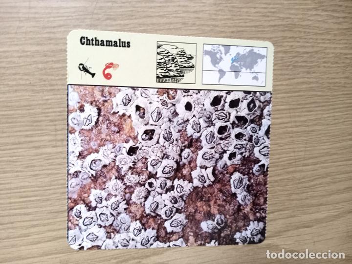 Coleccionismo: FICHA ANIMAL - CHTHAMALUS - Foto 1