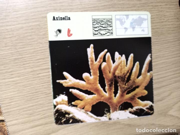 Coleccionismo: FICHA ANIMAL - AXINELLA - Foto 1