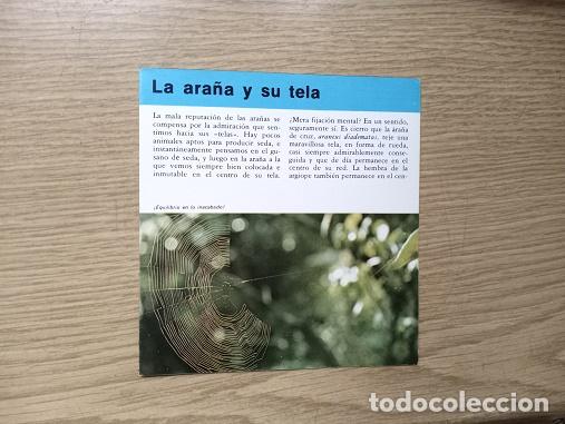 Coleccionismo: FICHA - LA ARA&Ntilde;A Y SU TELA - Foto 1