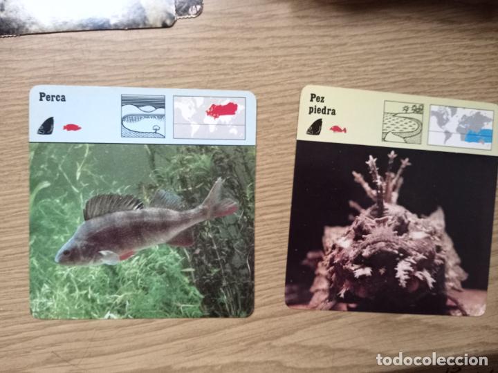 Coleccionismo: FICHAS ANIMALES - PERCA - PEZ PIEDRA - Foto 1