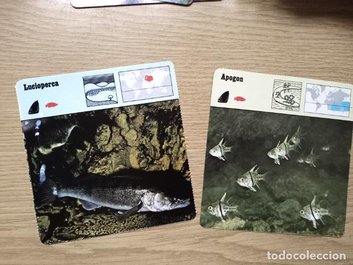 Coleccionismo: FICHAS ANIMALES - LUCIOPERCA - APOGON - Foto 1