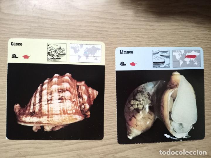 Coleccionismo: FICHAS ANIMALES - CASCO - LIMNEA - Foto 1